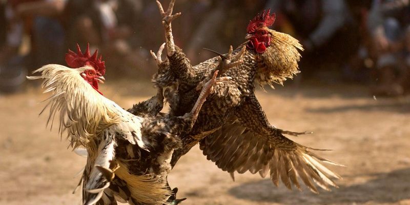 Điểm cộng ưu việt tại chọi gà trực tuyến King88