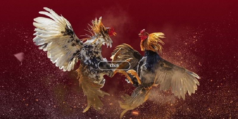 Điểm danh những thể loại chọi gà trực tuyến King88