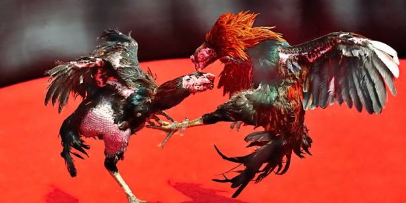 Gà Đá Đẹp - Vinh Danh Những Thần Kê Đình Đám Năm 2025