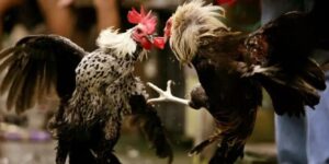 Lối Gà Chọi Hay Nhất - Những Thế Đánh Đảm Bảo Thắng Lợi