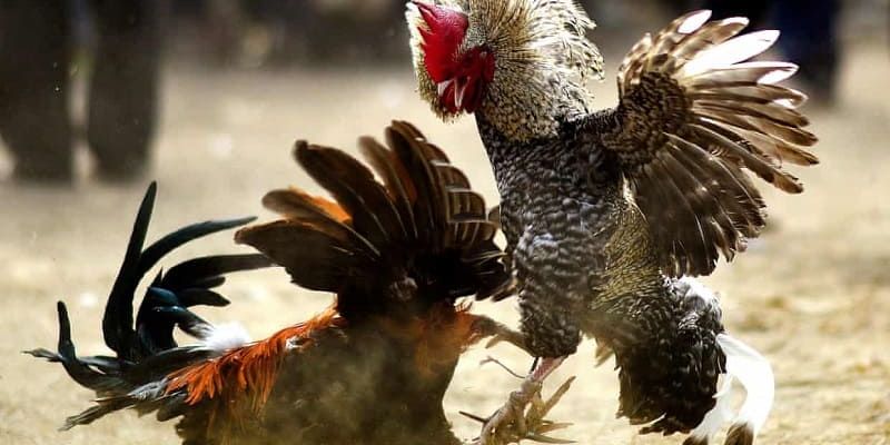 Lối gà chọi hay nhất đem về thắng lợi lớn