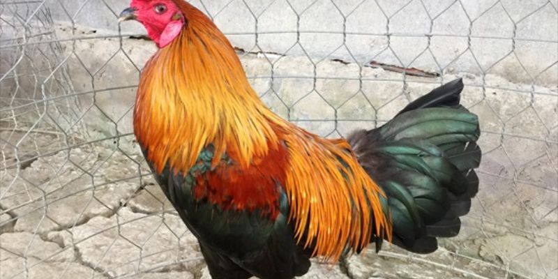 Top những chiến binh gà đá đẹp nhất năm 2025